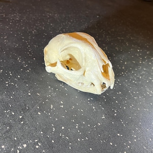 Real Bobcat Skull – Western Decor, Bone Collector Supply