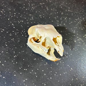 Real Porcupine Skull – Ethically Sourced – South Texas specimen