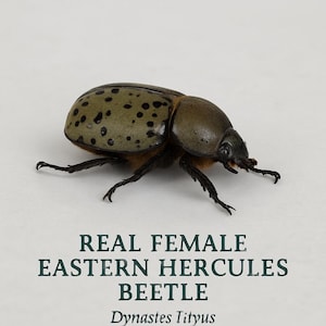 Real Female Eastern Hercules Beetle – Dynastes tityus – Ethically Sourced Insect for Art or Collection