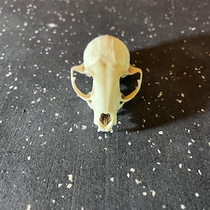 Real Ringtail Skull (Bassariscus astutus) – Ethically Sourced Bone for Oddities, Art, or Ritual Work