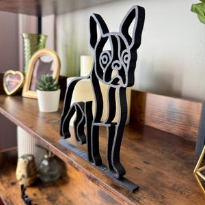 Boston Terrier photo 4