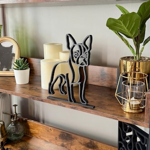 Boston Terrier photo 3