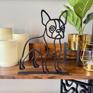 Boston Terrier photo 6