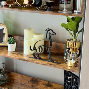 Italian Greyhound photo 5