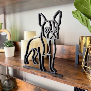 Boston Terrier photo 5