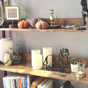 Australian Shepherd photo 2