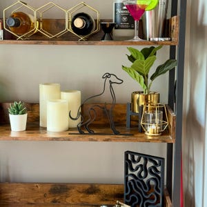 Italian Greyhound photo 3