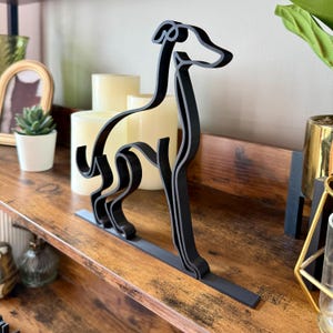 Italian Greyhound photo 4