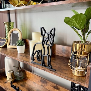 Boston Terrier photo 2