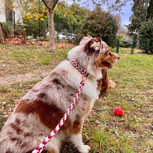 Può includere: Un cane da pastore australiano tricolore con un guinzaglio e un collare intrecciati rossi e bianchi. Il cane è seduto sull'erba verde con una palla rossa nelle vicinanze. Il cane ha pelo marrone, bianco e rosso.