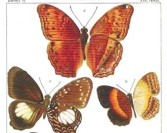 Vintage Butterfly Postcard: Entomology Illustration