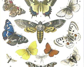 Postal vintage de mariposa: ilustración botánica antigua de insectos, lámina de entomología, papelería coleccionable de naturaleza