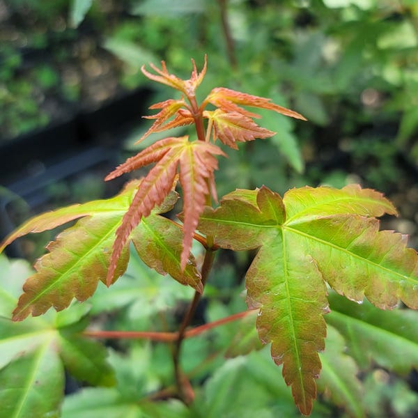 May include: Close-up of a young Japanese maple tree with vibrant green and reddish-brown leaves. The leaves have a distinctive palmate shape, with pointed lobes and serrated edges. The background is blurred, suggesting a garden setting.
