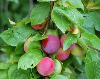 Cherry Plum seedling 1 gal pot Prunus cerasifera