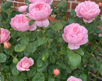 May include: A rose bush featuring numerous full, multi-petaled light pink flowers in various stages of bloom, ranging from tight buds to fully opened blossoms, interspersed with dark green serrated leaves on thin, woody stems.