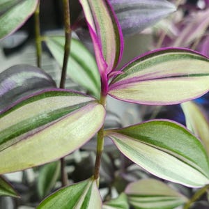 Tradescantia Zebrina Quadcolor Cuttings - Pale Puma & Dragon Tail