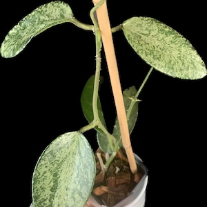 Hoya Cuttings Mystery Bundle:  Hoya Plants