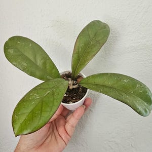 Hoya Leonensis | Hoya Plants | House Plants | Rooted Plants | Rooted Hoyas