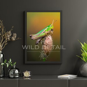May include: A framed print showing a detailed macro photograph of a grasshopper. The insect is bright green with brown and black markings, resting on a textured surface. The background fades from yellow to orange. The print includes the text "WILD DETAIL".