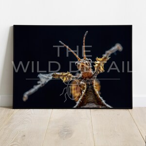 May include: A framed print featuring a close-up of a stick insect against a black background. The insect is brown and tan, with its arms outstretched. The text "THE WILD DETAIL" is printed in white.