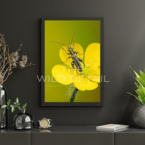 Op de afbeelding: Een ingelijste print met een zwart-grijze kever op een heldergele bloem tegen een groene achtergrond. De tekst "THE WILD DETAIL" is zichtbaar. Het kunstwerk is aan een donkergrijze muur bevestigd.