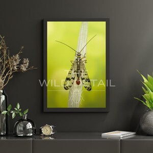 Puede incluir: Una impresión enmarcada que presenta una ilustración detallada de un insecto mecóptero posado en un tallo verde sobre un fondo verde brillante. La obra de arte incluye el texto "WILD TAIL". La impresión se muestra sobre una superficie gris oscuro.