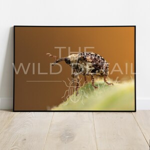 May include: A framed print featuring a detailed macro photograph of a weevil beetle. The insect has a long snout and a speckled brown and white body, set against a blurred green leaf and a warm brown background. The text "THE WILD DETAIL" is visible.