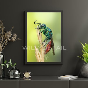 Osa kukułcza, osa rubinowoogoniasta | Owad makro na ścianę | Plakat z fotografią przyrodniczą | Prezent z entomologią | Wystrój biura domowego | Sztuka piękna