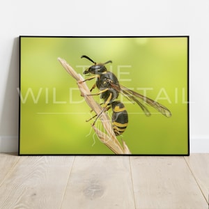 May include: A framed print featuring a close-up of a wasp perched on a twig. The wasp has black and yellow stripes, with transparent wings. The background is a soft, blurred green. The print is displayed on a wooden floor.
