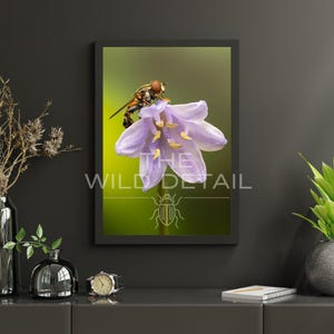 Puede incluir: Impresión enmarcada de una flor de lavanda con una mosca de las flores y estambres amarillos. La impresión tiene el texto "THE WILD DETAIL" y una ilustración de insecto. El fondo es un degradado de verde y amarillo.