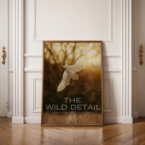 Barn Owl in Flight Art Print | Golden Hour Wildlife Photography for Living Room Decor | Flying Owl Wall Art | Rustic Nature Home Decor Gift