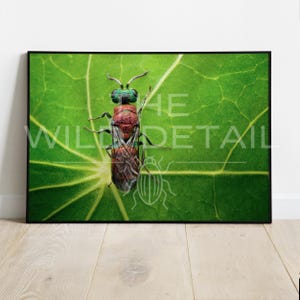 Può includere: Una stampa incorniciata con una macrofotografia dettagliata di un insetto colorato su una vibrante foglia verde. L'insetto ha un corpo rosso e verde iridescente. Il testo "THE WILD DETAIL" è visibile sulla stampa.
