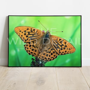 May include: A framed print featuring a butterfly with orange and black patterned wings, set against a vibrant green background. The butterfly is in sharp focus, showcasing intricate details. The print is displayed on a wooden floor.