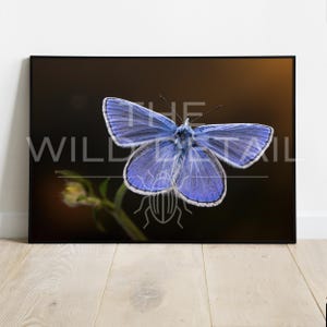 Op de afbeelding: Een ingelijste print met een close-up van een blauwe vlinder met witte randen, zittend op een groene stengel. De vleugels van de vlinder zijn uitgespreid en tonen ingewikkelde patronen. De achtergrond is donker, met de tekst "THE WILD DETAIL".