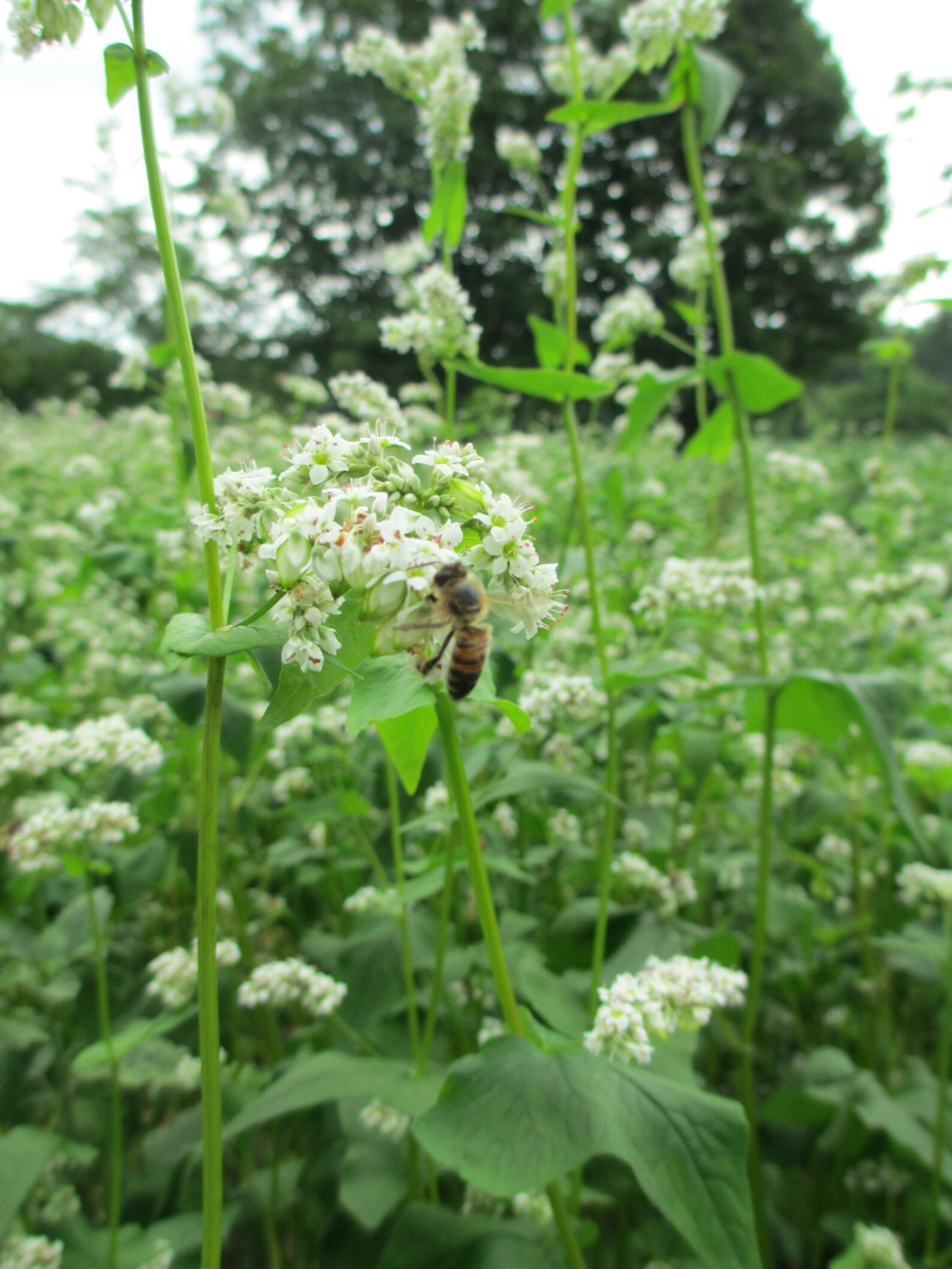 Buckwheat Honey Pure Raw Ohio Honey 16 ounce jar Etsy