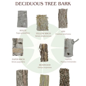 Puede incluir: Una ilustración botánica titulada "CORTEZA DE ÁRBOL CADUCIFOLIO" muestra varias muestras de corteza de árbol. La imagen presenta representaciones detalladas de haya, abedul amarillo, fresno, abedul de papel, carpe americano, álamo temblón, arce azucarero, arce rayado y cerezo negro, con sus nombres científicos.