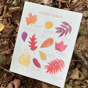 May include: A white card featuring watercolor illustrations of various autumn leaves, including Sugar Maple and Red Maple, with their scientific names. The card is titled "AUTUMN LEAVES" and is set against a backdrop of fallen leaves.