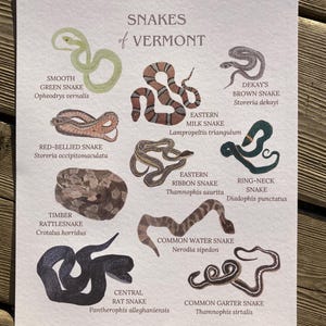 Puede incluir: Una impresión titulada "Serpientes de Vermont" presenta ilustraciones en acuarela de varias especies de serpientes, incluyendo la serpiente de cascabel y la serpiente de leche del Este. La impresión incluye los nombres científicos de cada serpiente, sobre un fondo claro.