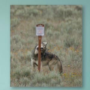 Playful Yellowstone Grey Wolf Canvas Wall Art – Funny Wildlife Photography – Wolf Biting Sign Post – Rustic Cabin Nature Decor