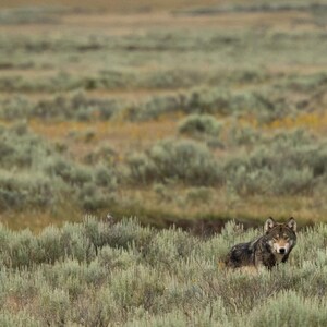 Yellowstone Wolf Canvas Print: Wildlife Photography, Rustic Cabin Decor