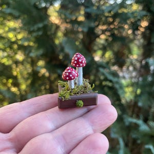 Könnte beinhalten: Ein Miniatur-Diorama mit zwei kleinen roten Pilzen mit weißen Punkten und weißen Stielen, die in einer quadratischen, mit grünem Moos gefüllten braunen Basis sitzen. Die Basis hat einen kleinen grünen Moosakzent an der Vorderkante.