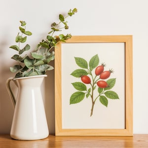 A4 Botanical Rosehip Art Print - Vintage Plant Illustration Wall Decor - Cottagecore Kitchen Print, Herb Garden Wall Art Unframed UK