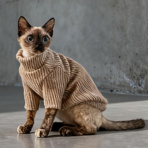 Op de afbeelding: Een Siamees katje draagt een beige geribbelde coltrui. De kat zit op een grijze ondergrond met een grijze betonnen muur op de achtergrond. De kat heeft grote blauwe ogen en donkerbruine aftekeningen.
