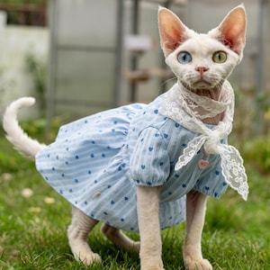 May include: A white Sphynx cat with one blue and one green eye, wearing a light blue dress with a heart pattern and a white lace collar. The cat is standing on green grass in front of a greenhouse.