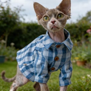 Puede incluir: Un gato gris con una camisa a cuadros azul y blanca con botones de madera. El gato tiene grandes ojos verdes y está de pie sobre hierba verde. La camisa es abotonada.