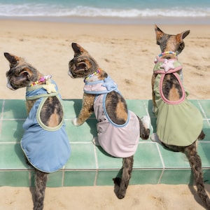 May include: Three cats wearing colorful outfits sit on a green tiled surface near a beach. The cats have on blue, pink, and green outfits with star-shaped accents and beaded necklaces. The background shows the ocean and sand.