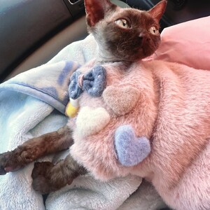 K&ouml;nnte beinhalten: Eine braune Devon Rex Katze tr&auml;gt einen rosa Pullover mit Filzherzen und einer blauen Fliege. Die Katze liegt auf einer blauen Decke mit wei&szlig;em und blauem Muster. Der Pullover hat wei&szlig;e, beige und blaue Herzakzente.
