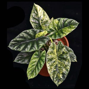 5 SEEDS Alociasia Gigantea Aurea - Elephant ear - Palm tree