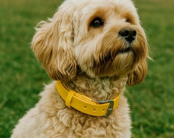 Dog Collar