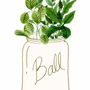 May include: A glass jar with a green leafy plant inside. The jar is labeled "Ball" in brown cursive writing.